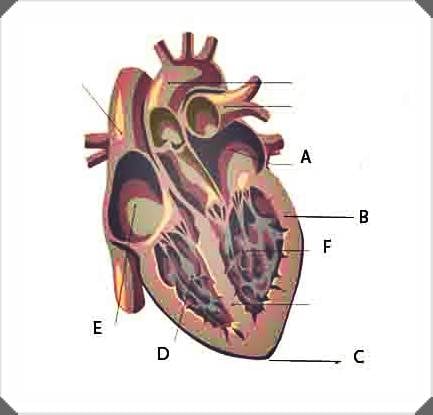 Sistem Peredaran Darah Quiz - ProProfs Quiz